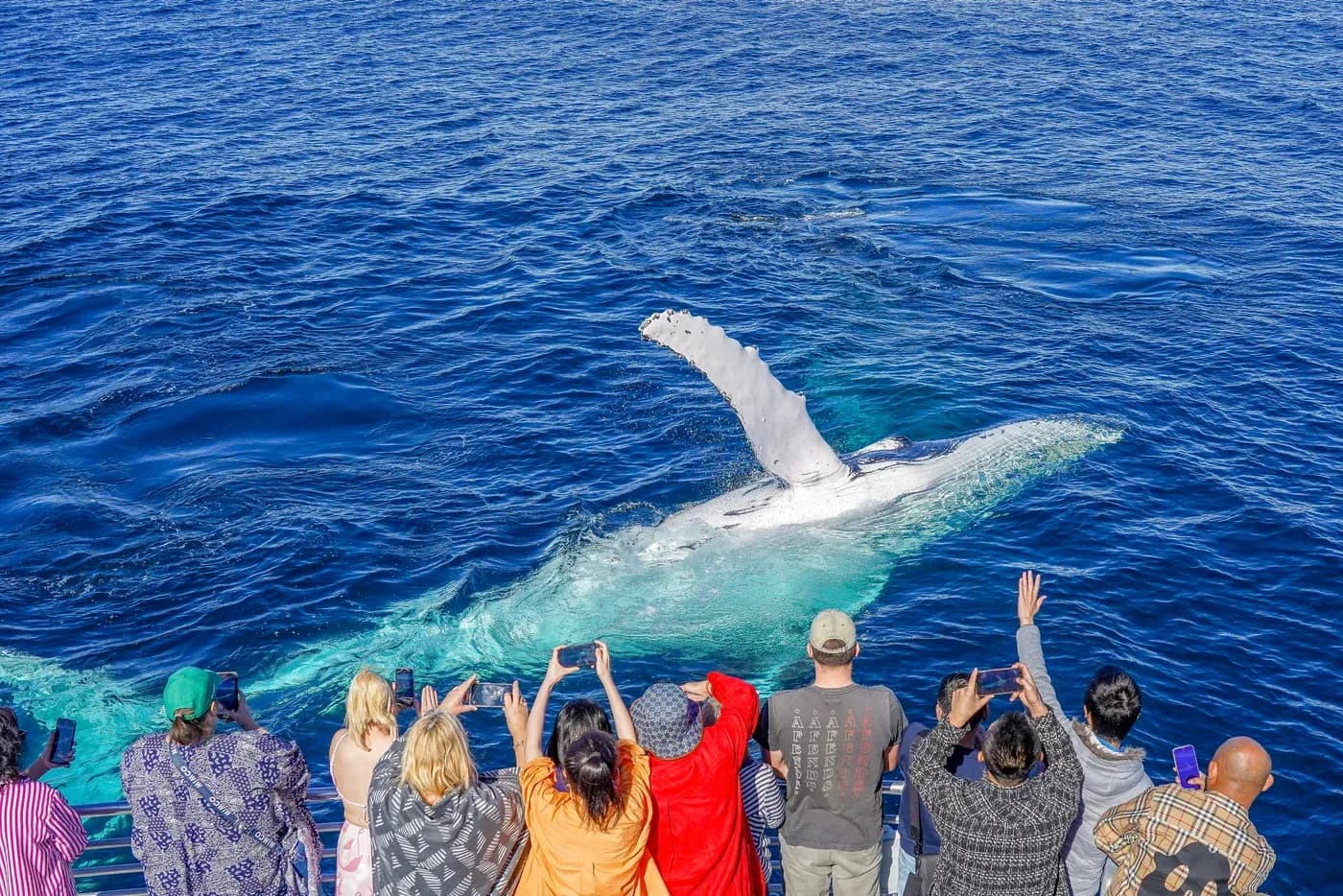 Guests watching a humpback whale beside the open viewing deck