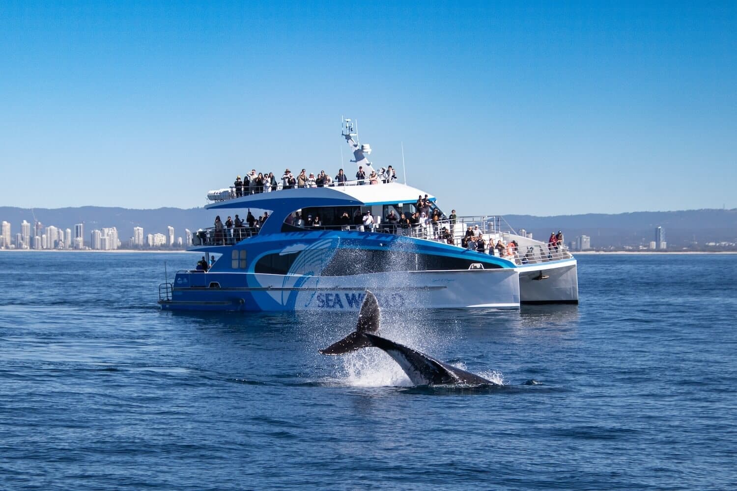 Humpback whale surfacing beside a Sea World whale watching vessel