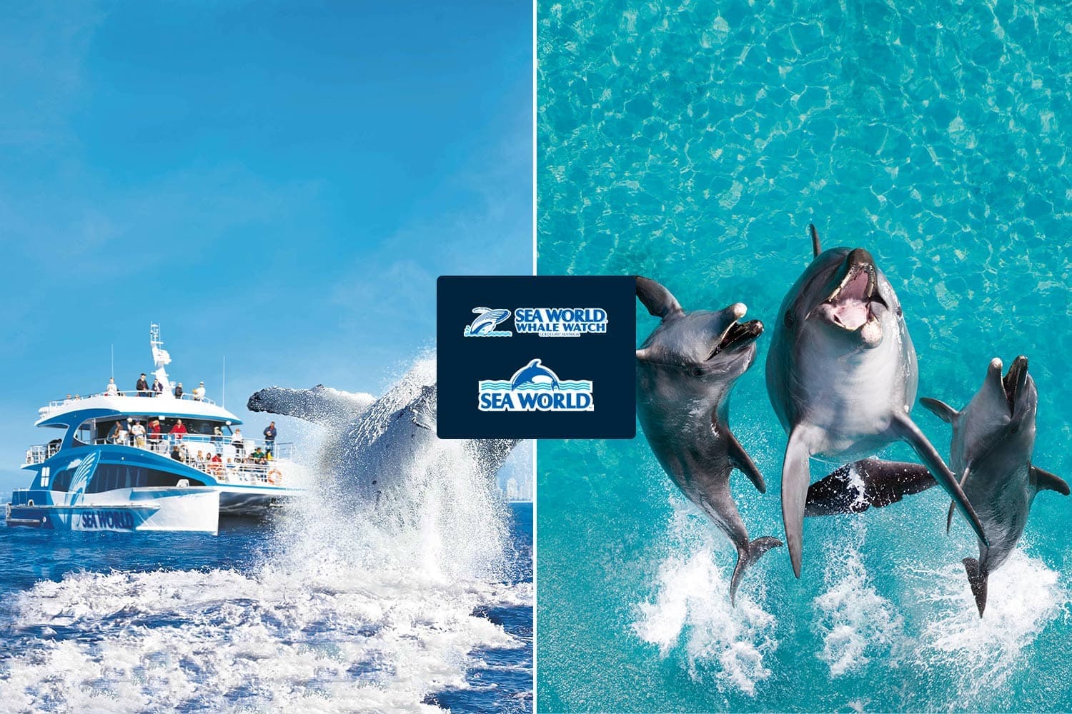 Whale watching vessel, breaching humpback and Sea World dolphins in a combo promotional image
