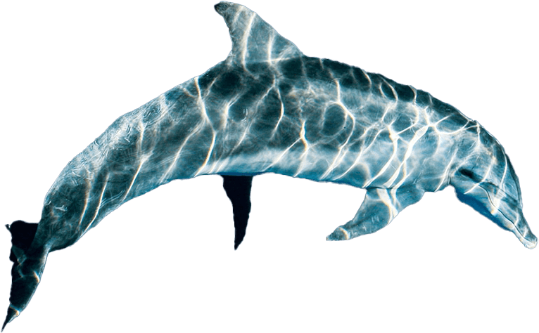 Two dolphins swimming beneath patterns of sunlight