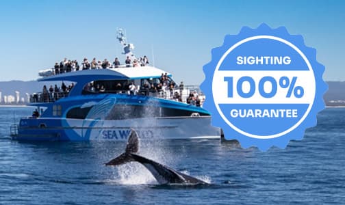 100% Whale Watch Sighting Guarantee