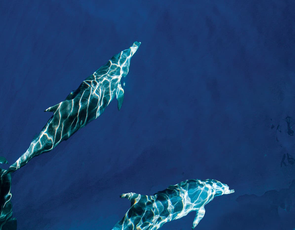 A dolphin swimming beneath blue water, viewed from above