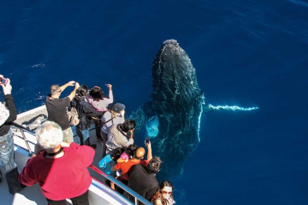 Whale up close to vessel