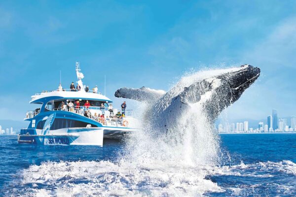 swc-whale-watching-tour