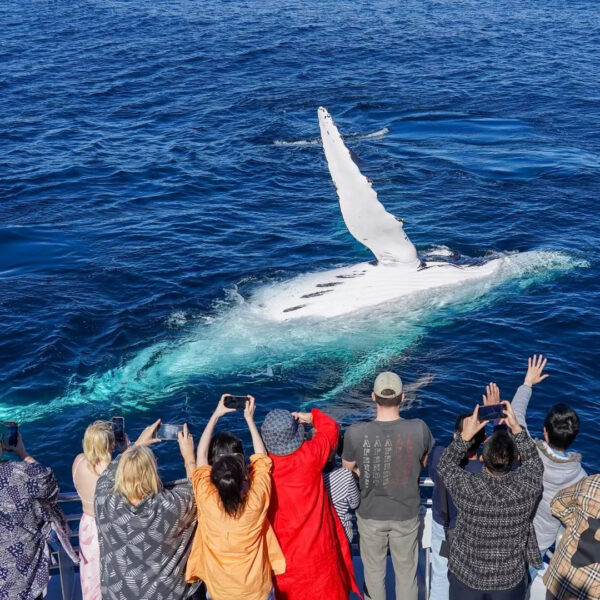 Sea World Cruises | Gold Coast Whale Watching & Dining Cruises