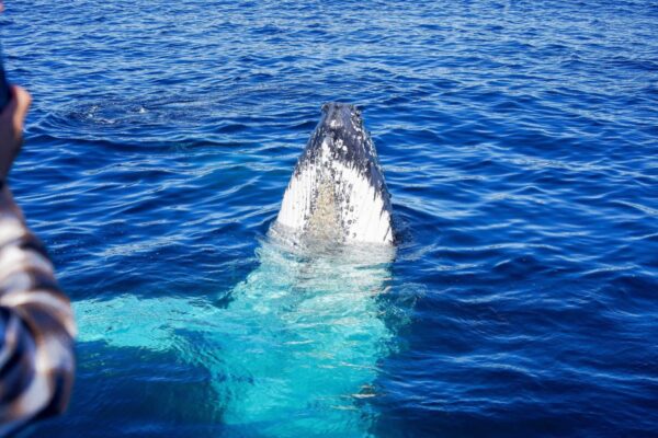 TTC09469LR_SCALED TTC09469LR_SCALED