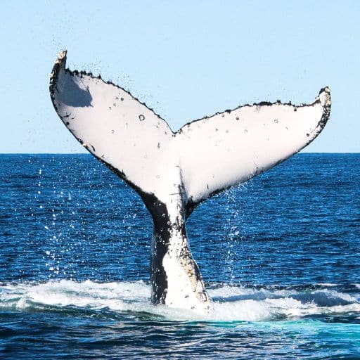 Whale tail