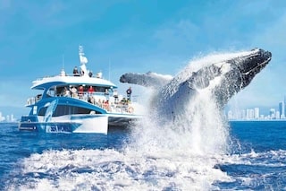 Whale Watching Tickets