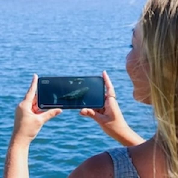 Whale Watching App