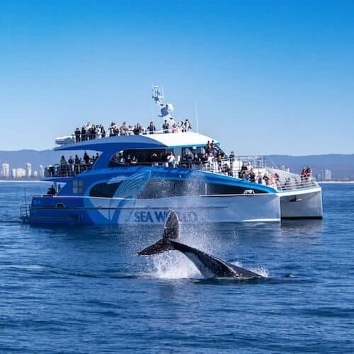 Whale Watching Tickets Gold Coast