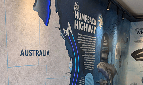 interactive whale walkthrough